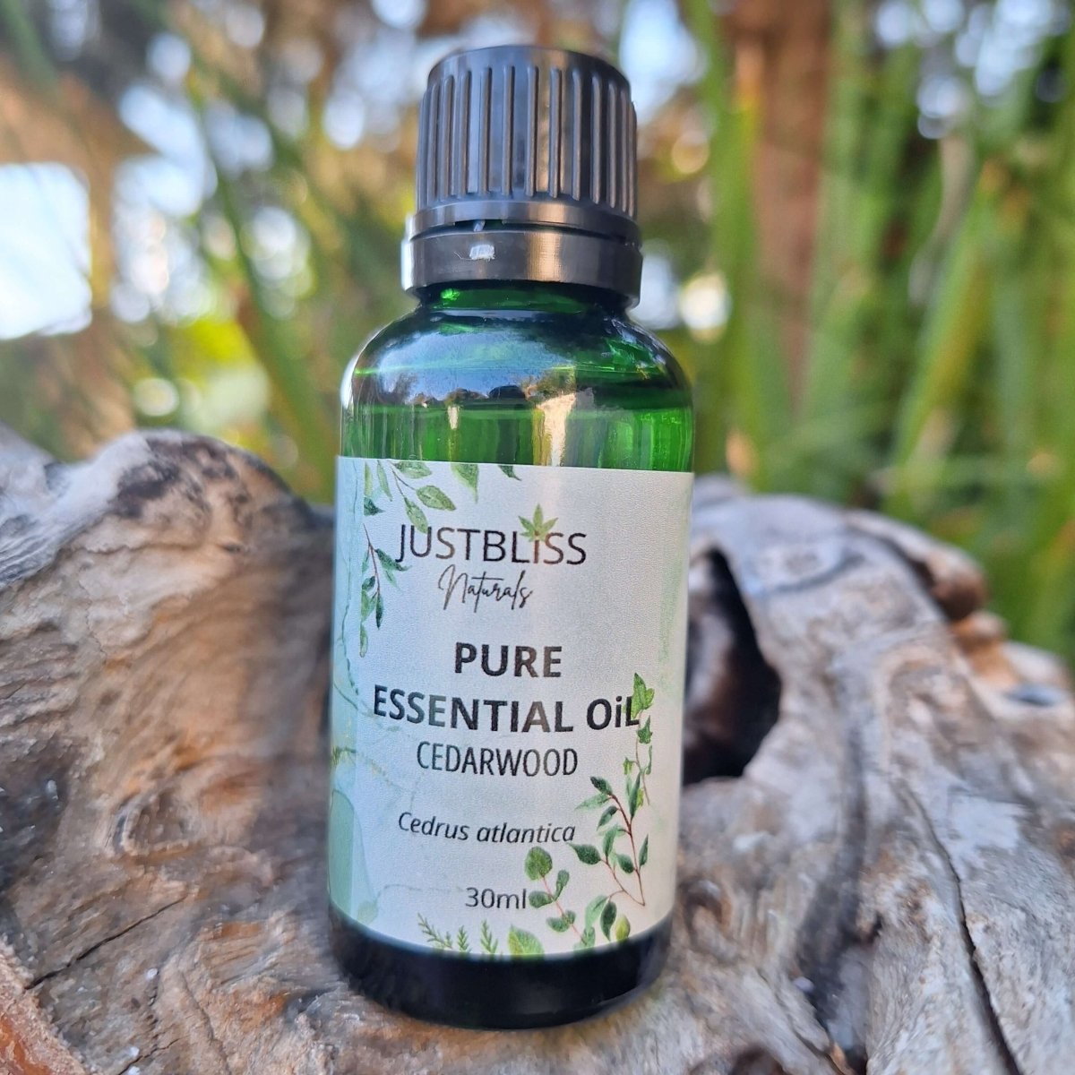 ESSENTIAL OIL: Cedarwood (Organic) - JUSTBLiSS Naturals