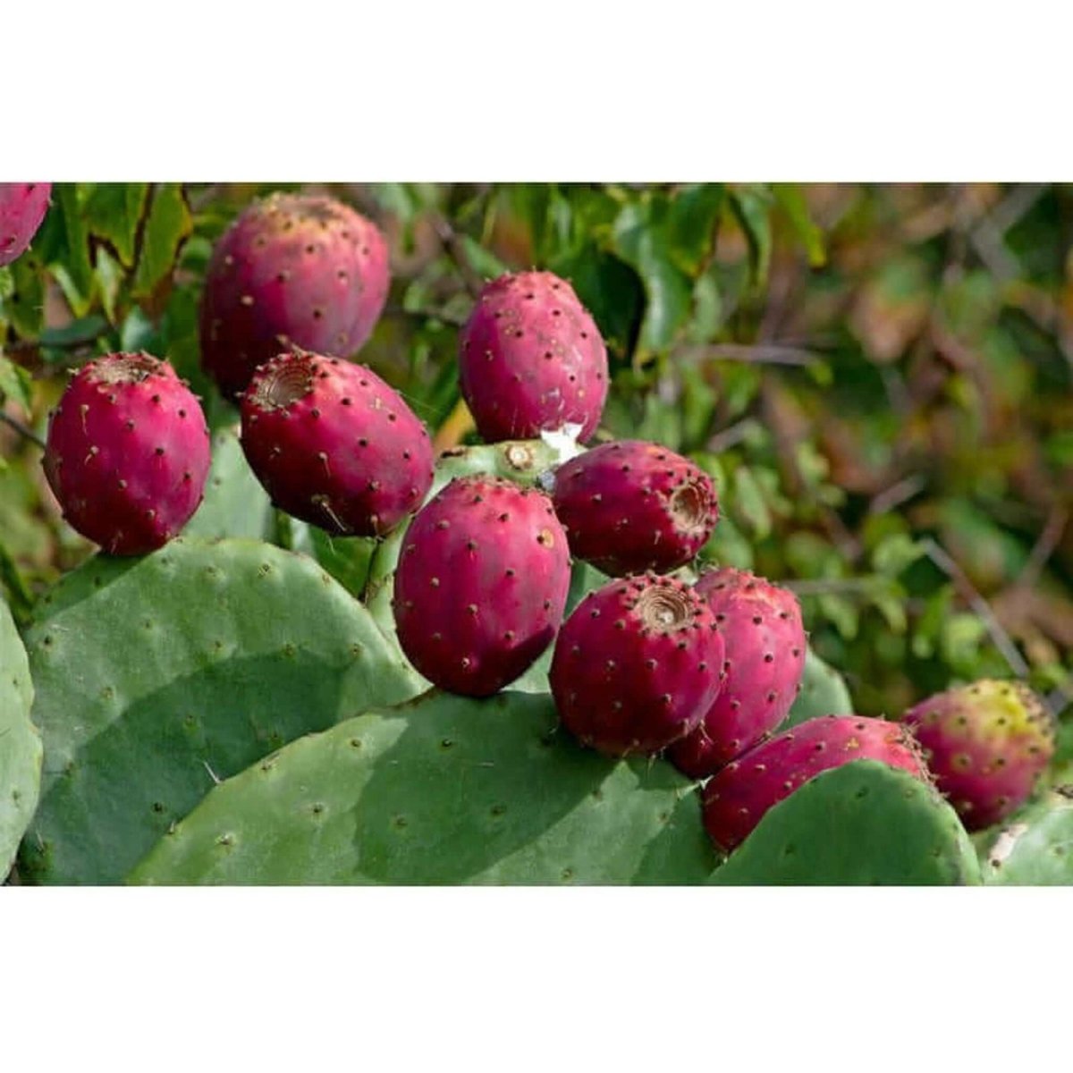 FACIAL OiL: Prickly Pear Oil (30ml) (Calming Hydration for Sensitive Skin, Rosacea & Eczema Relief) - JUSTBLiSS Naturals